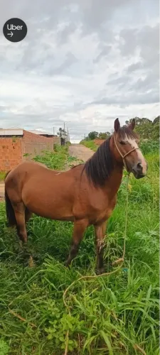 Cavalo a venda ! ?
