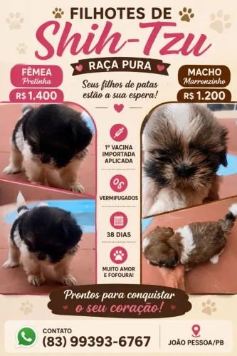 Shitzus fêmea e macho.