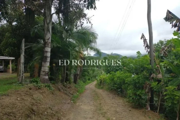 Sítio à Venda em Pedro de Toledo SP. Excelente investimento. Tem 12.200 pés de eucaliptos