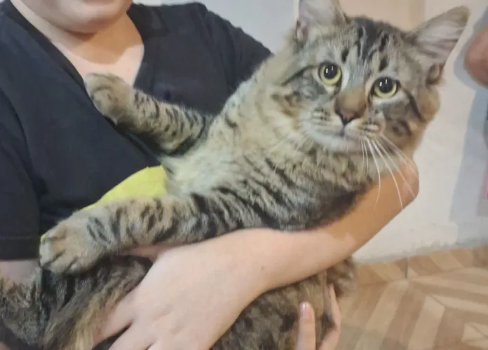 Gatos