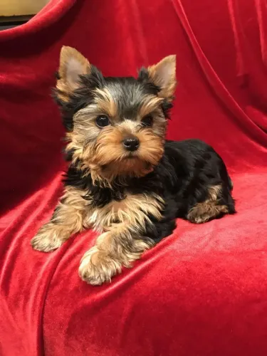 Yorkshire terrier raça melhor do mundo