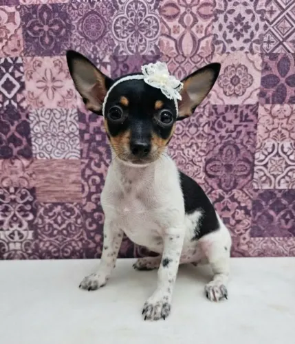Pinscher Fêmea Pequena e Linda