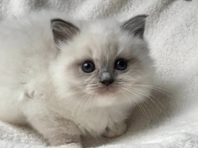 Gato Ragdoll 