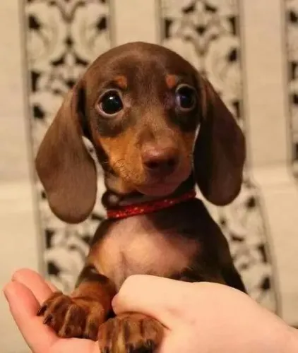 Dachshund / Teckel Som de Alegria Leve