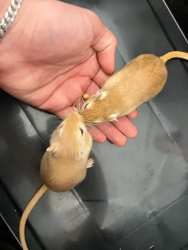 2 ESQUILOS DA MONGÓLIA (MACHO)