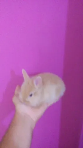 Mini coelhinho 