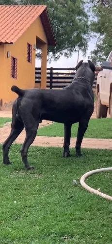Cachorro 