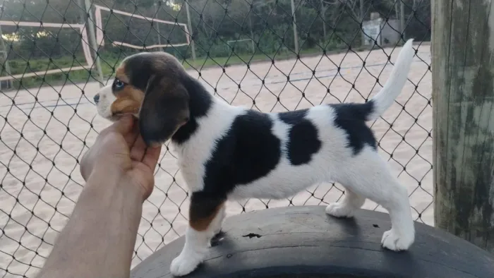 Beagle