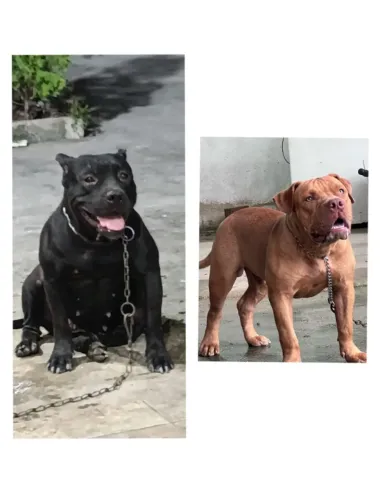 Filhote de Pitbull 