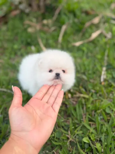 PEQUENOS URSINHOS -LULU DA POMERÂNIA !!!