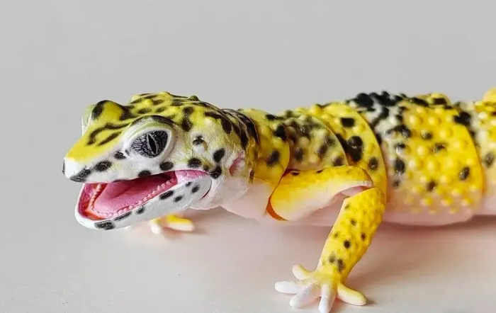 Gashapon Geeko Lagarto Amarelo The Diversity Of Life On Earth