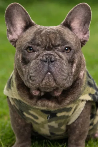 COBERTURA / CRUZA ? BULLDOG FRANCÊS EXÓTICO