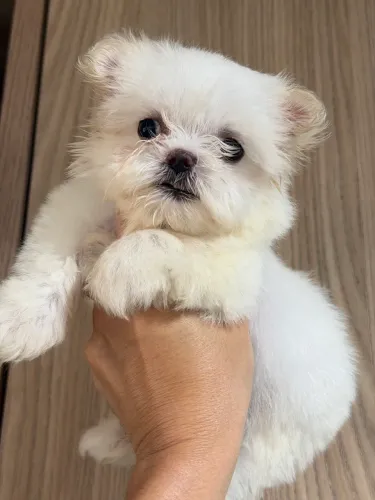 Maltês machinho bem branquinho e charmosinho