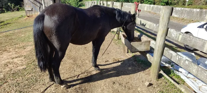 Égua preta campeira prenha de 8 meses aproximadamente
