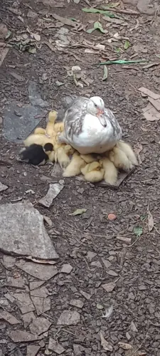 Patinhos e pintinhos