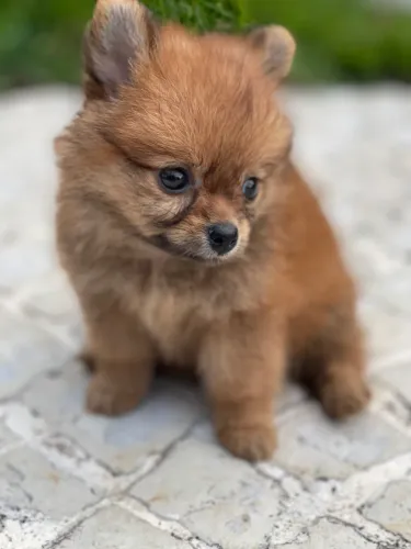 Lulu