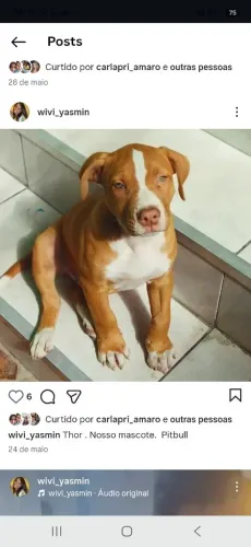 Pitbul disponível