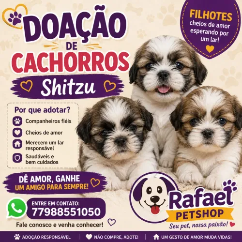 Doação de shitzu 