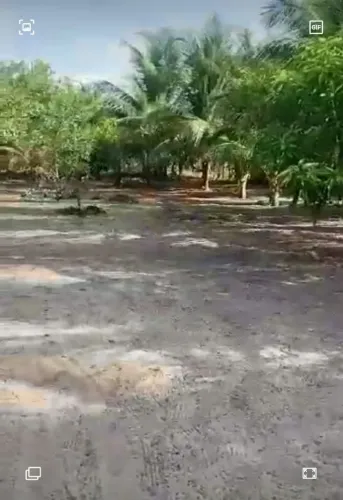 Vende se um sítio com uma casa de quatro cômodos grandes e várias pés de frutas