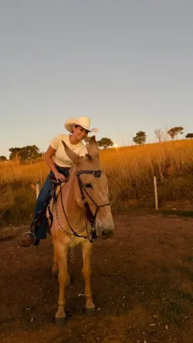 Mula de Patrão