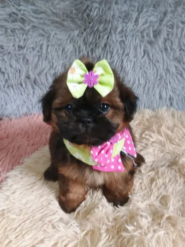 Shih-Tzu fêmea CBKC 