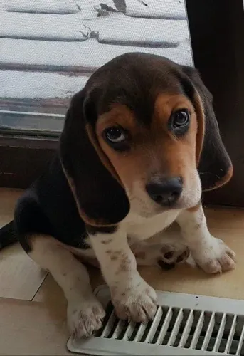Filhotes De Beagle - Pequenos Anjos De Quatro Patas