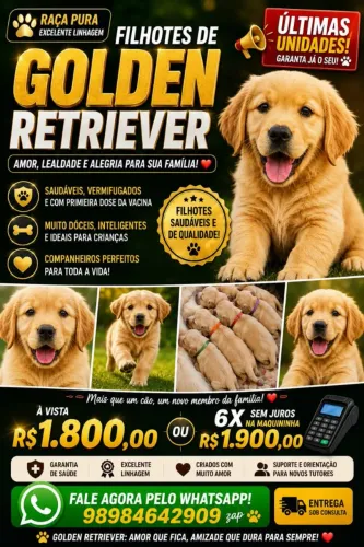 Vendo filhotes de Golden Retriver
