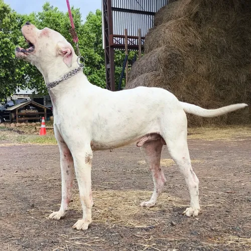 DOGO ARGENTINO Casal Pedigree CBKC Alto Padrao