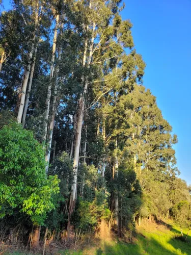 2,5 hectares (cerca de 5mil pés) de pinus e eucaliptos a retirar por conta do comprador