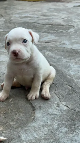 Cachorros
