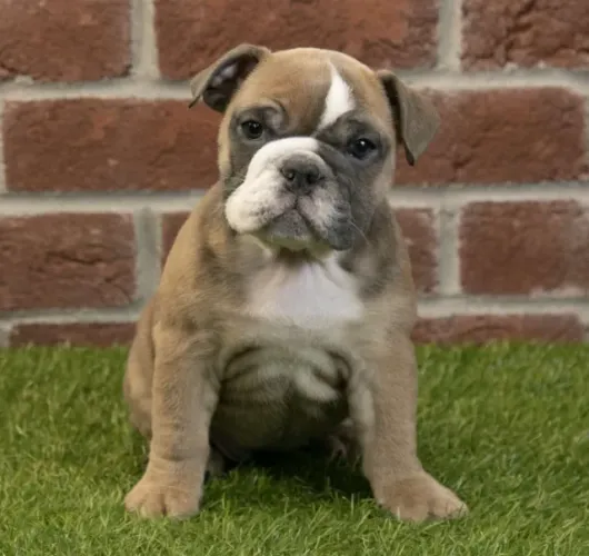 Bulldog Inglês,Bulldog Inglês Filhote Vacinado e Vermifugado