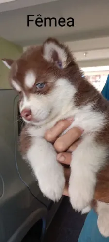Husky Siberiano Wolly