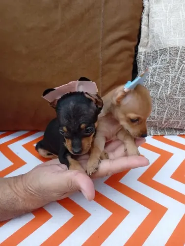 Pinscher zero caramelo 