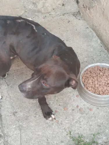 Doação cachorro pitbull com labrador