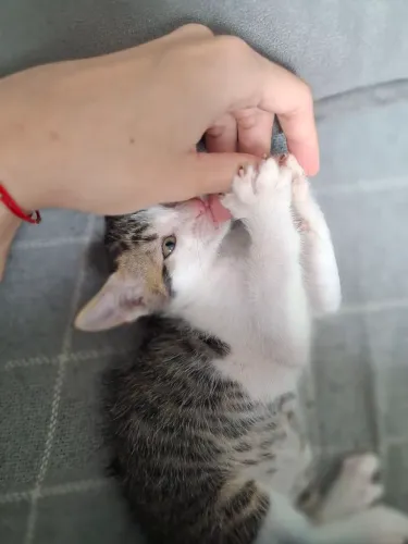 Gatinho filhote para adoção (macho) 