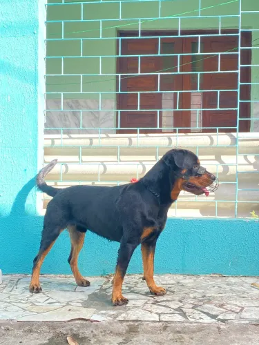 Rottweiler 