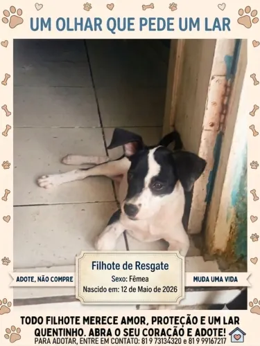 ADOTE UM FILHOTE