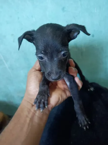 Petinho