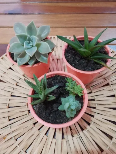 3 Vasos de Suculentas Lindas ? 5 Espécies Diferentes | Já Plantadas e Adubadas