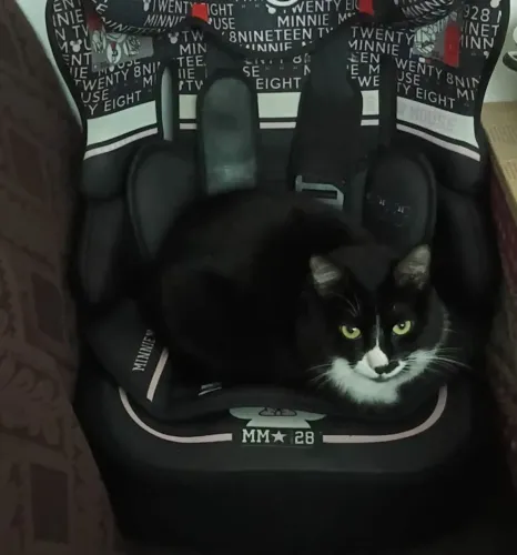 Gata Castrada dócil