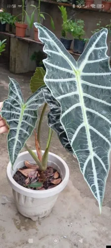 Alocasia amazônica 