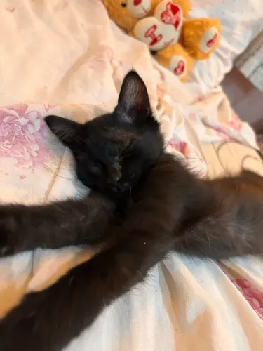 Doação de gatinhos 