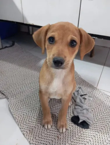 Doa-se cachorrinho