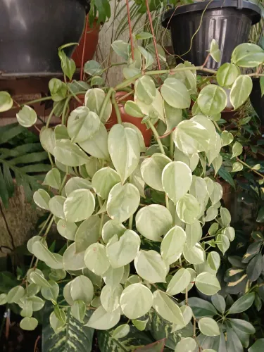 Peperomia Scandens Variegata. 