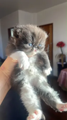 Gato Persa