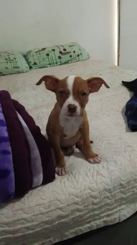 Filhote de Pitt Bull puro red nose 