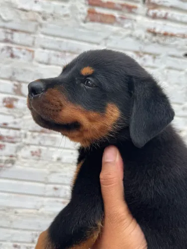 Rottweiler