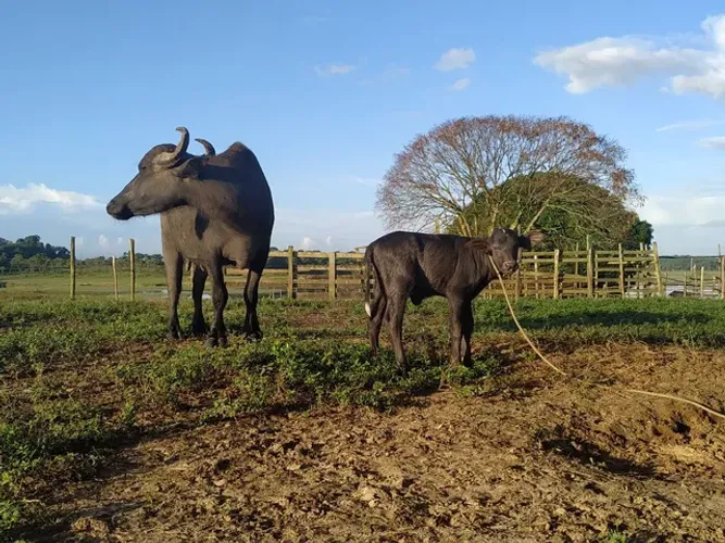 Fazenda 316ha = R$500.000