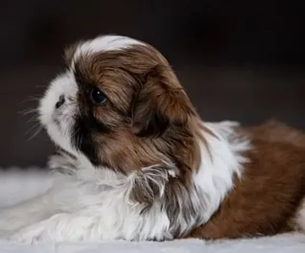Filhote de Shih-Tzu Macho: Simplesmente Perfeito para Seu Lar
