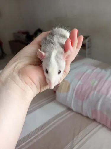 Twister para adoção 